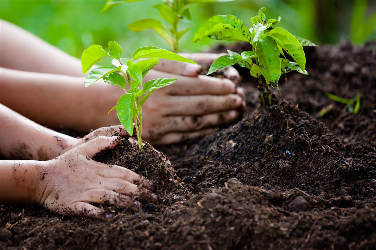 Planting-trees-won%u2019t-solve-global-warming-but-it-can-certainly-help