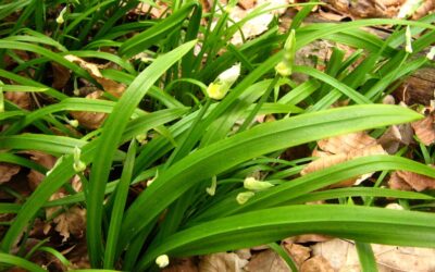 Berliner Bärlauch – Sammeltipp im Frühjahr